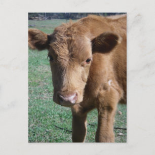 Cute Calf-Briefkaart sluiten Briefkaart