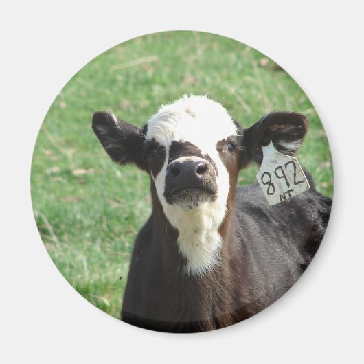 Cute Calf Magneet (Voorkant)