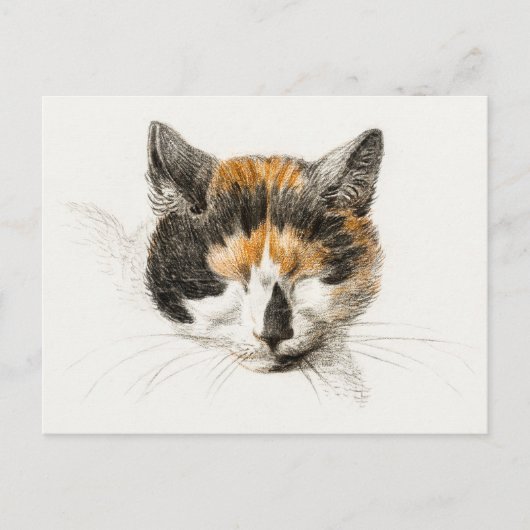 Cute Calico Cat Briefkaart (Voorkant)