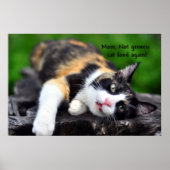 Cute Calico Cat: "Geen generiek voedsel meer!" Pos Poster (Voorkant)