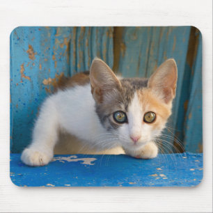 Cute Calico Cat Kitten Funny Curious Eyes Foto Muismat