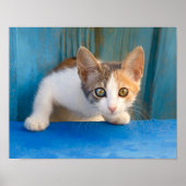 Cute Calico Cat Kitten Funny Curious Eyes Foto - Poster (Voorkant)