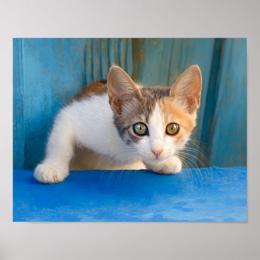 Cute Calico Cat Kitten Funny Curious Eyes Foto - Poster (Voorkant)