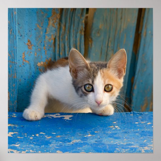 Cute Calico Cat Kitten Funny Curious Eyes Photo .. Poster (Voorkant)