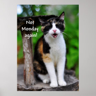 Cute Calico Cat "Niet maandag opnieuw!" Poster