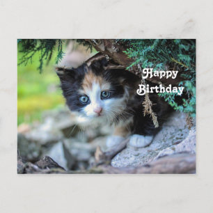 Cute Calico Kat Foto Verjaardag Briefkaart