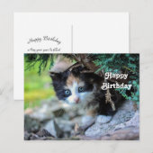 Cute Calico Kitten Foto Verjaardag Briefkaart (Voorkant / Achterkant)