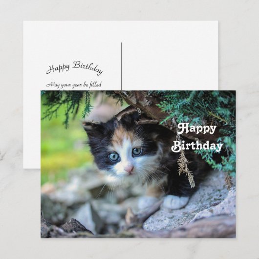 Cute Calico Kitten Foto Verjaardag Briefkaart (Voorkant / Achterkant)
