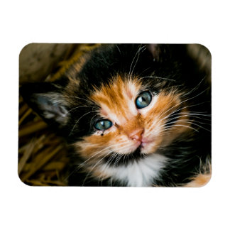Cute calico kitten with blue eyes magneet