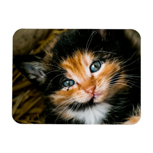 Cute calico kitten with blue eyes magneet (Horizontaal)