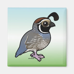 Cute California Quail Magneet