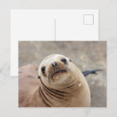 Cute California Zee Lion Briefkaart (Voorkant / Achterkant)