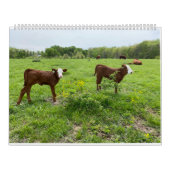 Cute Calves Kalender (Hoes)