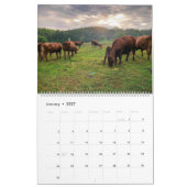 Cute Calves Kalender (Jan 2027)