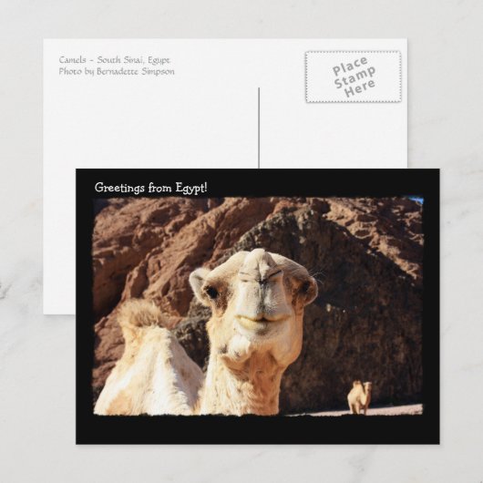 Cute Camel Briefkaart (Voorkant / Achterkant)