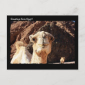 Cute Camel Briefkaart (Voorkant)