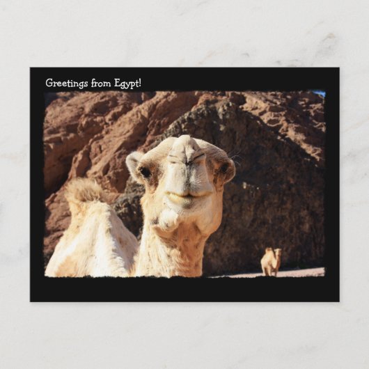 Cute Camel Briefkaart (Voorkant)