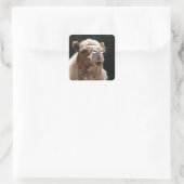 Cute Camel Vierkante Sticker (Tas)