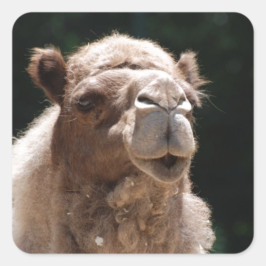 Cute Camel Vierkante Sticker (Voorkant)