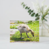 Cute Canada Goose gosling Briefkaart (Staand voorkant)