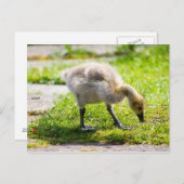 Cute Canada Goose gosling Briefkaart (Voorkant / Achterkant)