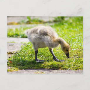 Cute Canada Goose gosling Briefkaart
