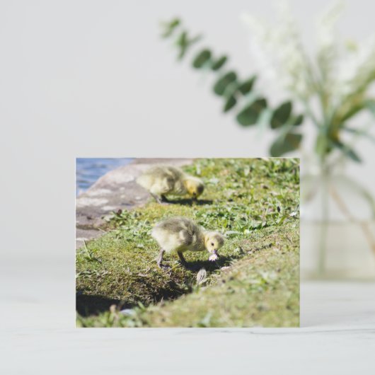Cute Canada Goose Gosling Briefkaart (Staand voorkant)
