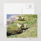 Cute Canada Goose Gosling Briefkaart (Voorkant / Achterkant)