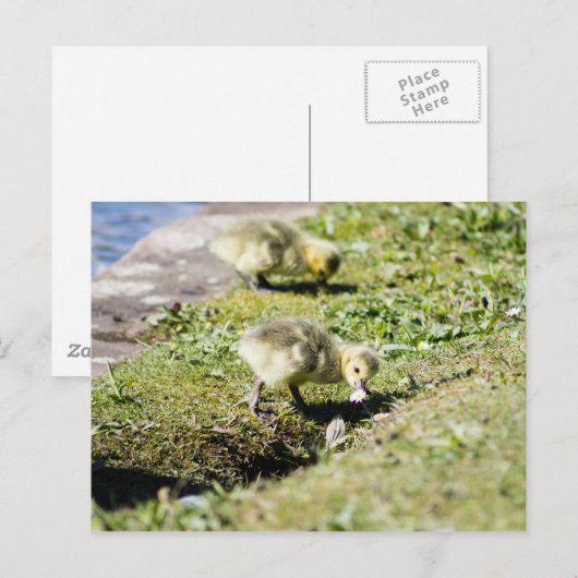 Cute Canada Goose Gosling Briefkaart (Voorkant / Achterkant)