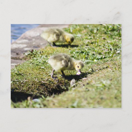 Cute Canada Goose Gosling Briefkaart (Voorkant)