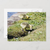 Cute Canada Gosling Briefkaart (Voorkant / Achterkant)