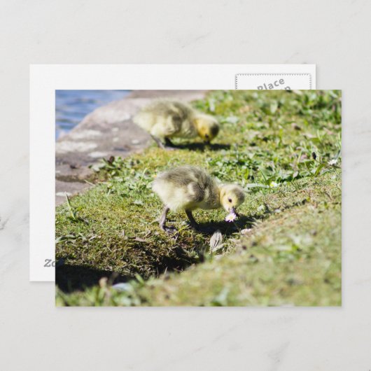 Cute Canada Gosling Briefkaart (Voorkant / Achterkant)