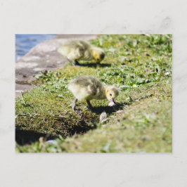 Cute Canada Gosling Briefkaart