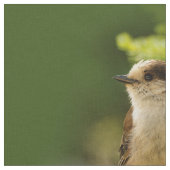 Cute Canada Gray / Grey Jay / Whiskeyjack Stof (Close Up)