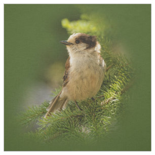 Cute Canada Gray / Grey Jay / Whiskeyjack Stof