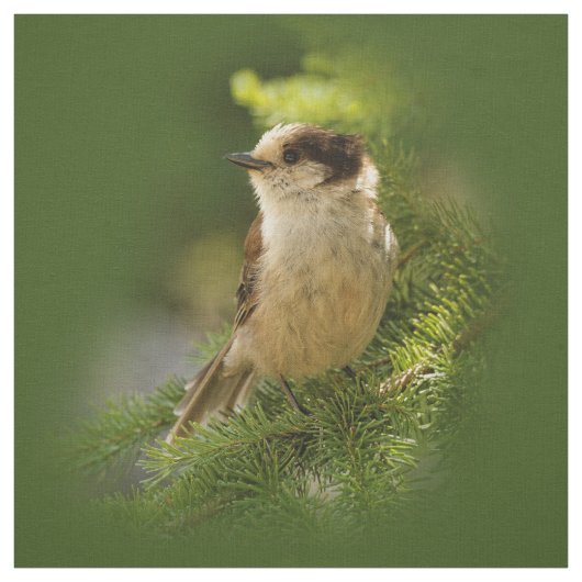 Cute Canada Gray / Grey Jay / Whiskeyjack Stof (Swatch)