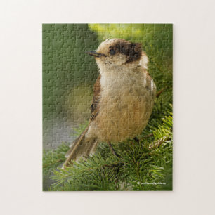 Cute Canada Jay / Grey Jay / Whiskeyjack Legpuzzel