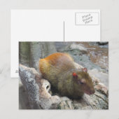 Cute Capybara Animal Briefkaart (Voorkant / Achterkant)