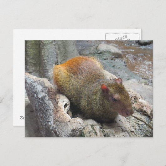 Cute Capybara Animal Briefkaart (Voorkant / Achterkant)