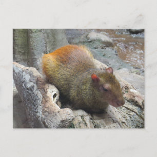 Cute Capybara Animal Briefkaart