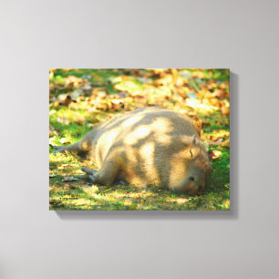 Cute Capybara Dreams in de zomer van de zon Canvas Afdruk