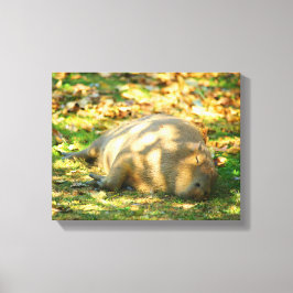 Cute Capybara Dreams in de zomer van de zon Canvas Afdruk