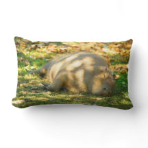 Cute Capybara Dreams in de zomer van de zon