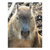 CUTE CAPYBARA FOTO AFDRUK (Voorkant)