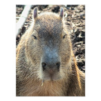 CUTE CAPYBARA