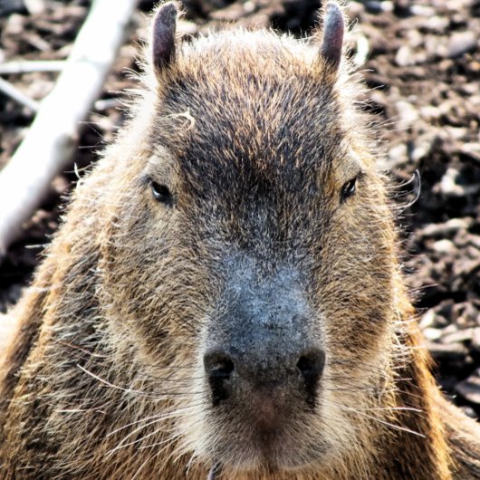CUTE CAPYBARA POSTER