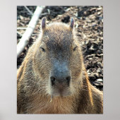CUTE CAPYBARA POSTER (Voorkant)