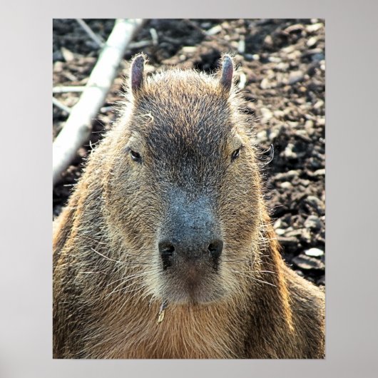 CUTE CAPYBARA POSTER (Voorkant)