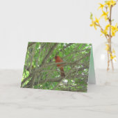 Cute Cardinaal bij 'tak denken' van jou Kaart (Gele Bloem)