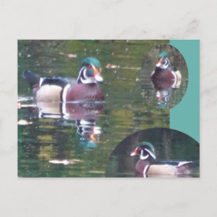 Cute Carolina Duck DIY Briefkaart